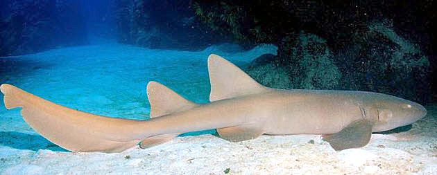 Ginglymostoma cirratum_07.jpg